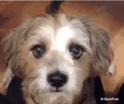 50 Funny Dog GIFs, The BarkPost