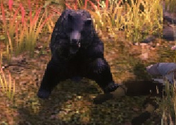 Bear