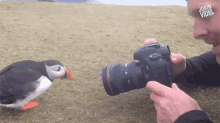 puffin-bird-4220068967