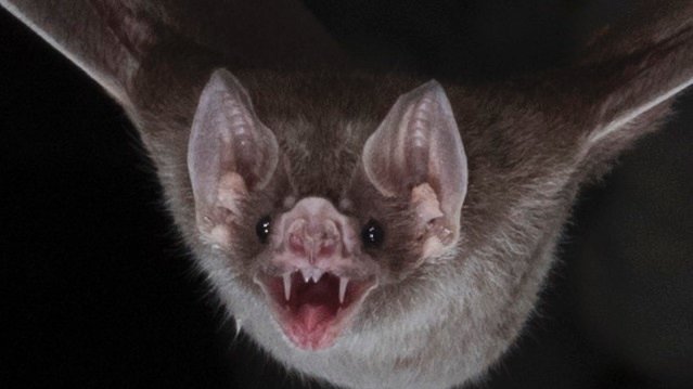 vampire-bat