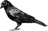 crow_PNG3114