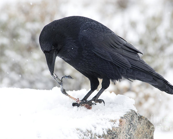 winter-raven-deby-dixon